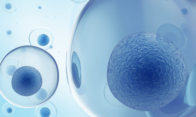 人造肝脏--干细胞构建人源肝脏移植到大鼠体内