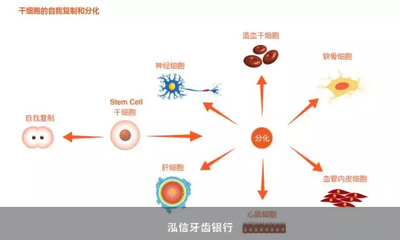 干细胞储存是什么意思?你真的了解吗?