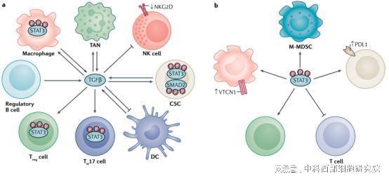 中科西部细胞 肿瘤干细胞 免疫细胞的交叉对话