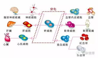 日本干细胞抗衰老