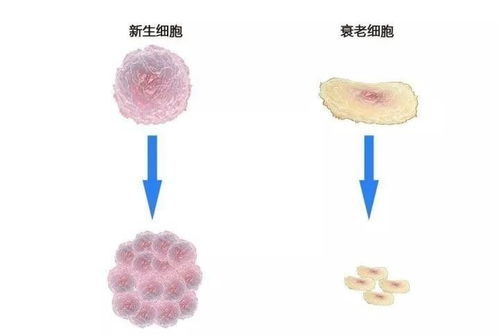 干细胞再生医学 追溯青春绽放源头,让你越活越年轻