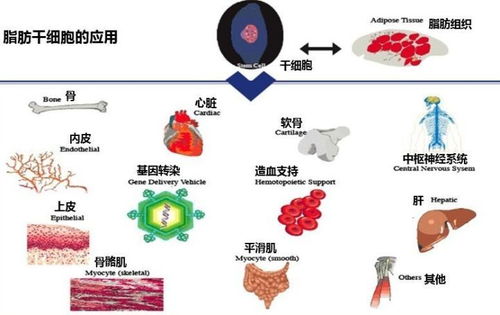 脂肪干细胞 成体干细胞中的 明日之星