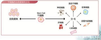 干细胞治疗糖尿病从实验室到临床,刘若英自述接受治疗过程!