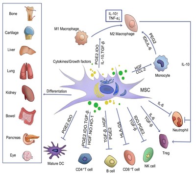 Int J Nanomedicine | 西南民族大学药学院袁志翔/韩露团队:骨髓间充质干细胞及其外泌体靶向治疗炎症性疾病