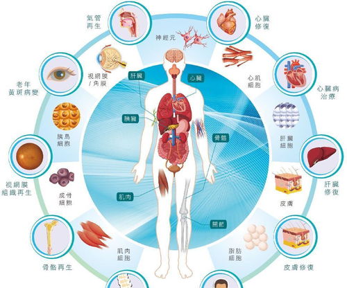 人和猴子能否杂交 中国和西班牙科学家告诉你,杂交胚胎成活20天