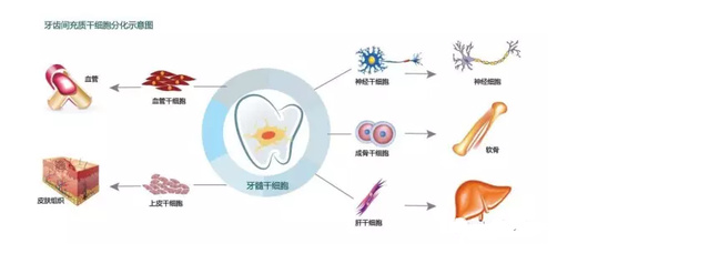 干细胞中的孙悟空--间充质干细胞
